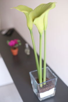 Iris Gasthof Rom